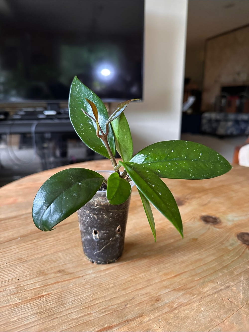 Hoya Pubicalyx Splash Fresh Cuttings
